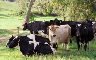 Dairy industry celebrates accelerating genetic progress