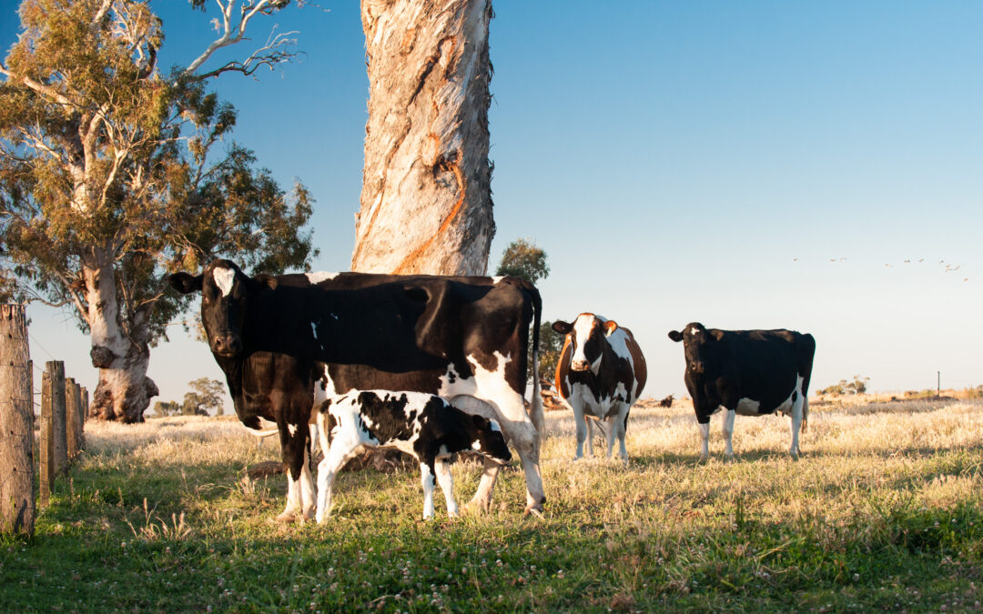 Have your say on the nation’s breeding objectives.