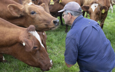 Focus on milk boosts sustainability for SA Red breeders