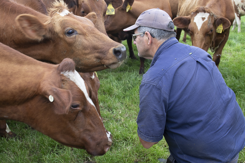 Focus on milk boosts sustainability for SA Red breeders